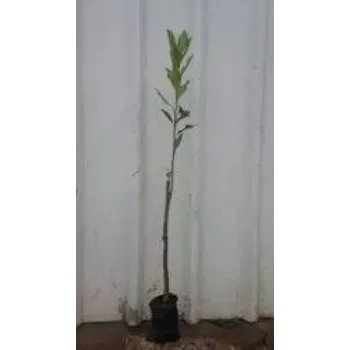 Orange Plant